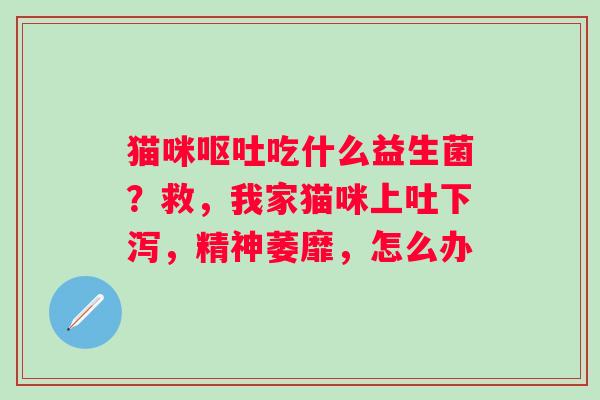 猫咪吃什么益生菌?救,我家猫咪上吐下泻,精神萎靡,怎么办 猫咪吃什么益生菌?救,我家猫咪上吐下泻,精神萎靡,怎么办
