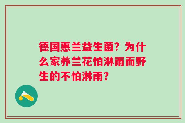 德国惠兰益生菌？为什么家养兰花怕淋雨而野生的不怕淋雨？