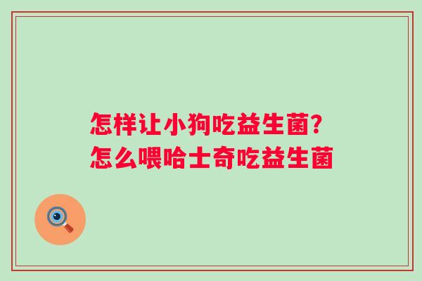 怎样让小狗吃益生菌？怎么喂哈士奇吃益生菌