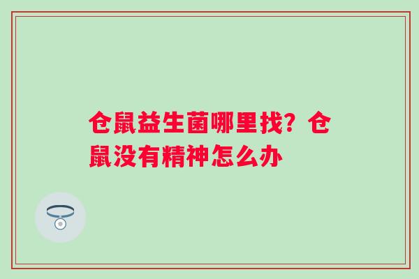 仓鼠益生菌哪里找？仓鼠没有精神怎么办