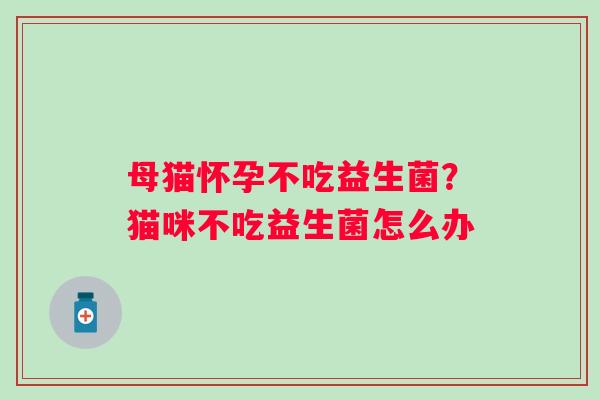 母猫怀孕不吃益生菌？猫咪不吃益生菌怎么办