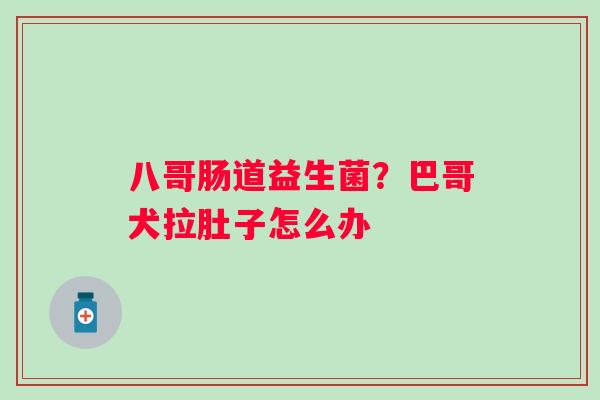 八哥肠道益生菌？巴哥犬拉肚子怎么办
