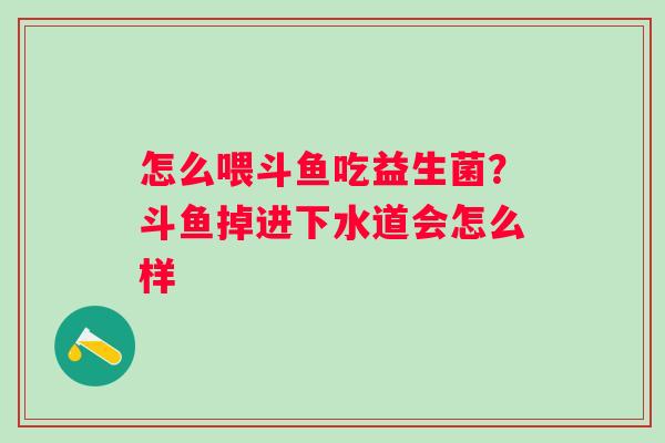 怎么喂斗鱼吃益生菌？斗鱼掉进下水道会怎么样