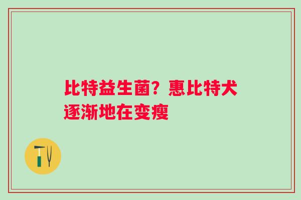 比特益生菌？惠比特犬逐渐地在变瘦