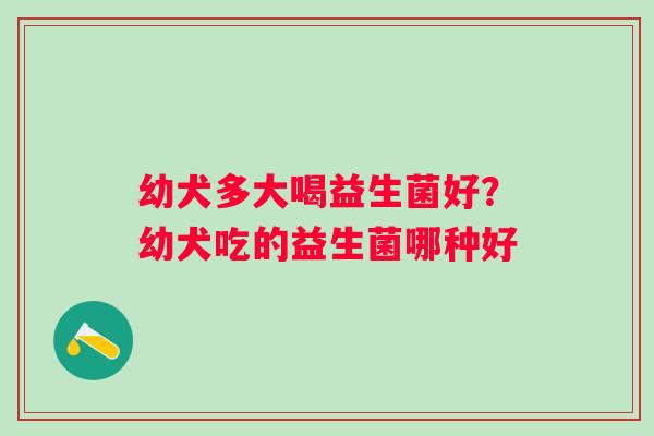 幼犬多大喝益生菌好？幼犬吃的益生菌哪种好