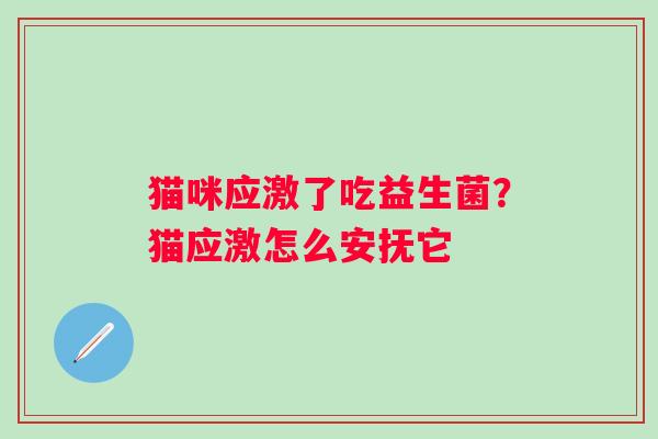 猫咪应激了吃益生菌？猫应激怎么安抚它