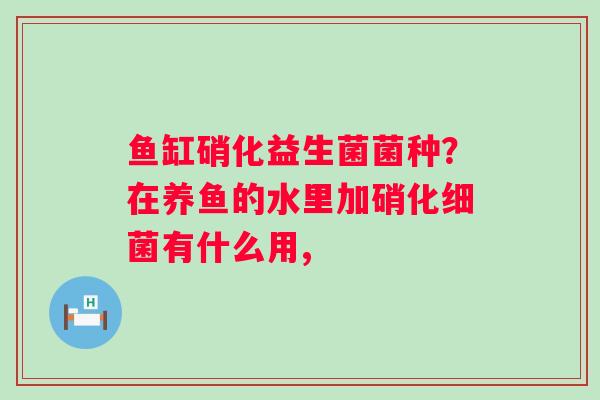 鱼缸硝化益生菌菌种？在养鱼的水里加硝化细菌有什么用,