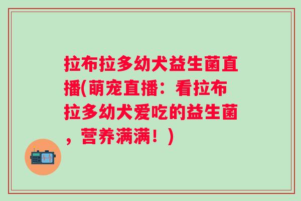 拉布拉多幼犬益生菌直播(萌宠直播:看拉布拉多幼犬爱吃的益生菌,营养满满!) 拉布拉多幼犬益生菌直播(萌宠直播:看拉布拉多幼犬爱吃的益生菌,营养满满!)
