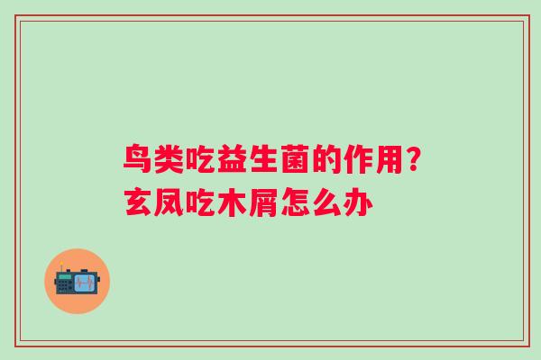 鸟类吃益生菌的作用？玄凤吃木屑怎么办
