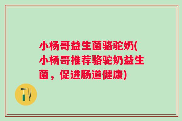 小杨哥益生菌骆驼奶(小杨哥推荐骆驼奶益生菌,促进肠道健康) 小杨哥益生菌骆驼奶(小杨哥推荐骆驼奶益生菌,促进肠道健康)