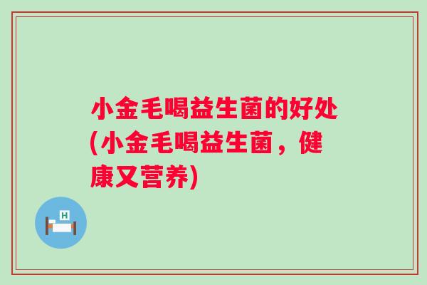 小金毛喝益生菌的好处(小金毛喝益生菌,健康又营养) 小金毛喝益生菌的好处(小金毛喝益生菌,健康又营养)