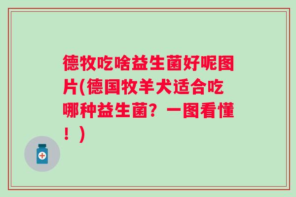 德牧吃啥益生菌好呢图片(德国牧羊犬适合吃哪种益生菌？一图看懂！)