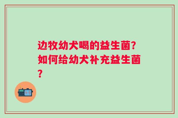 边牧幼犬喝的益生菌？如何给幼犬补充益生菌？