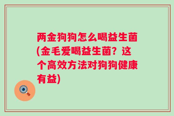 两金狗狗怎么喝益生菌(金毛爱喝益生菌?这个高效方法对狗狗健康有益) 两金狗狗怎么喝益生菌(金毛爱喝益生菌?这个高效方法对狗狗健康有益)
