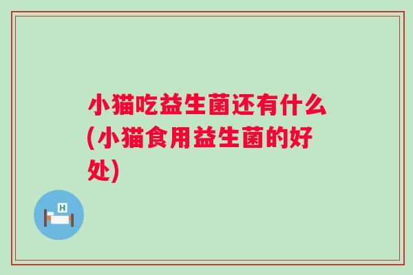 小猫吃益生菌还有什么(小猫食用益生菌的好处)