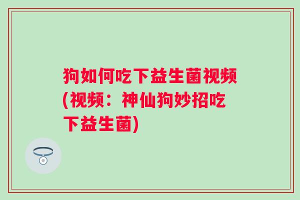狗如何吃下益生菌视频(视频：神仙狗妙招吃下益生菌)