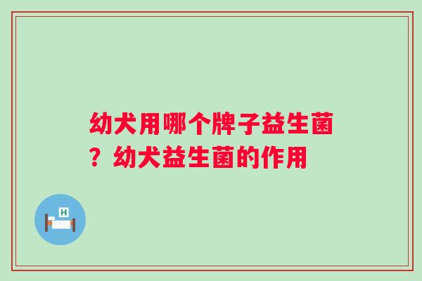 幼犬用哪个牌子益生菌？幼犬益生菌的作用