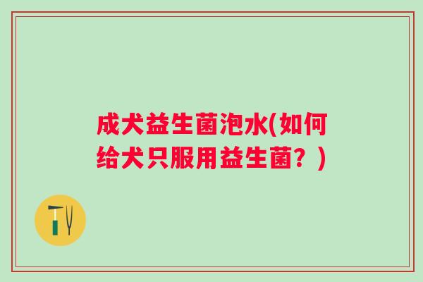 成犬益生菌泡水(如何给犬只服用益生菌？)