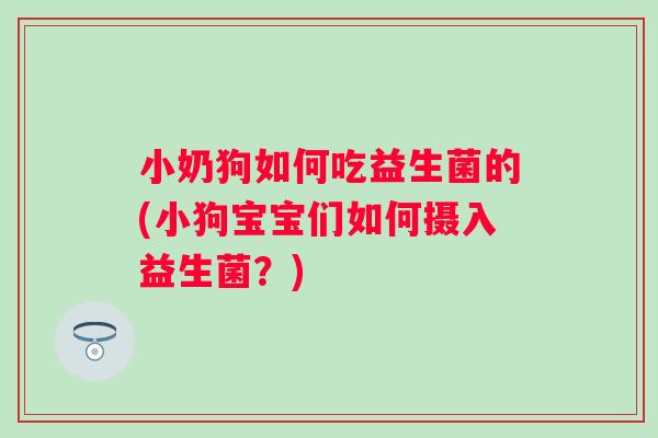 小奶狗如何吃益生菌的(小狗宝宝们如何摄入益生菌?) 小奶狗如何吃益生菌的(小狗宝宝们如何摄入益生菌?)