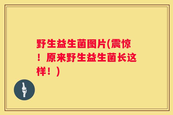 野生益生菌图片(震惊！原来野生益生菌长这样！)